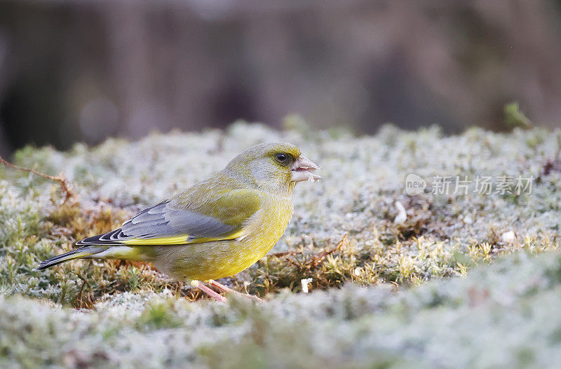 欧洲绿翅雀(Chloris Chloris)雄性